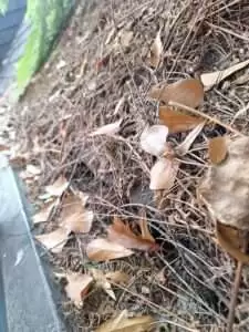 Reemplazo de techo de policarbonato y limpieza de canaleta 11 limpieza-de-techos