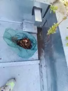 Sellos con poliuretano y limpieza de canaleta 9 limpieza-y-sellado-en-techumbre